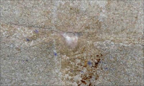 Segestria florentina